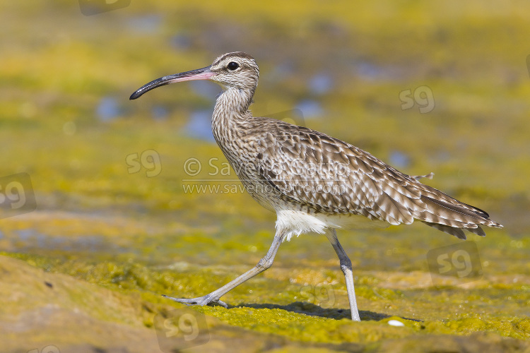 Eurasian Whimbrel